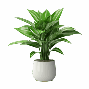 Calathea Orbifolia