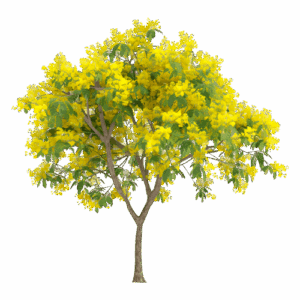 Alnus glutinosa