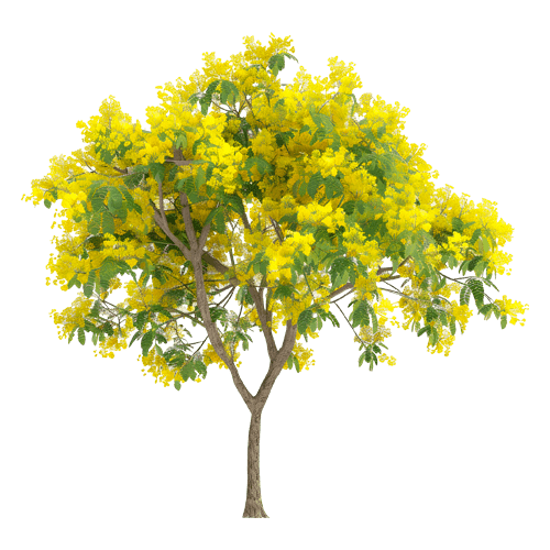 Alnus glutinosa