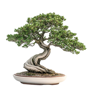 bonsai-01