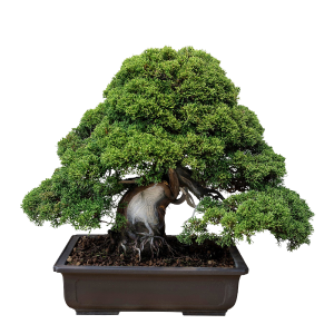 bonsai-05