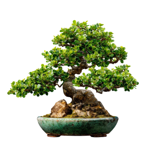 bonsai-10